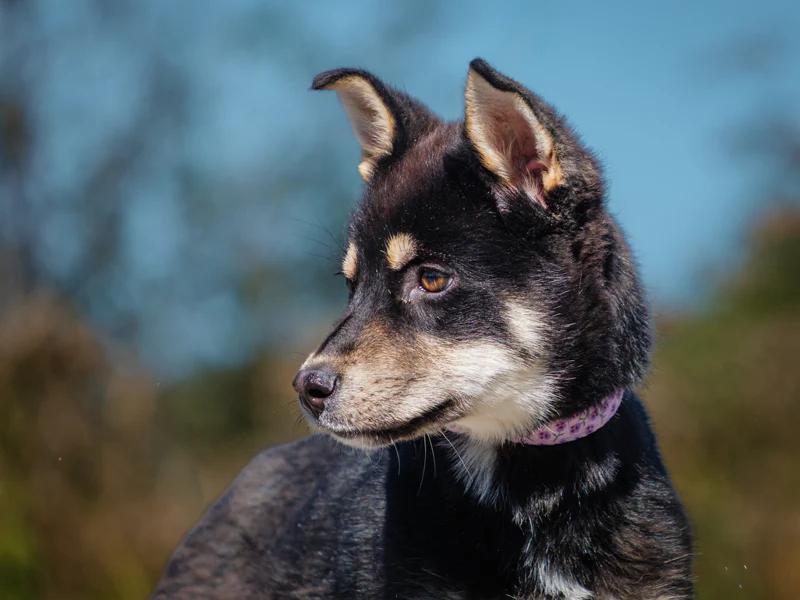 FP, a Adoptable mixed breed in Pointe-Fortune, QC image 3/4