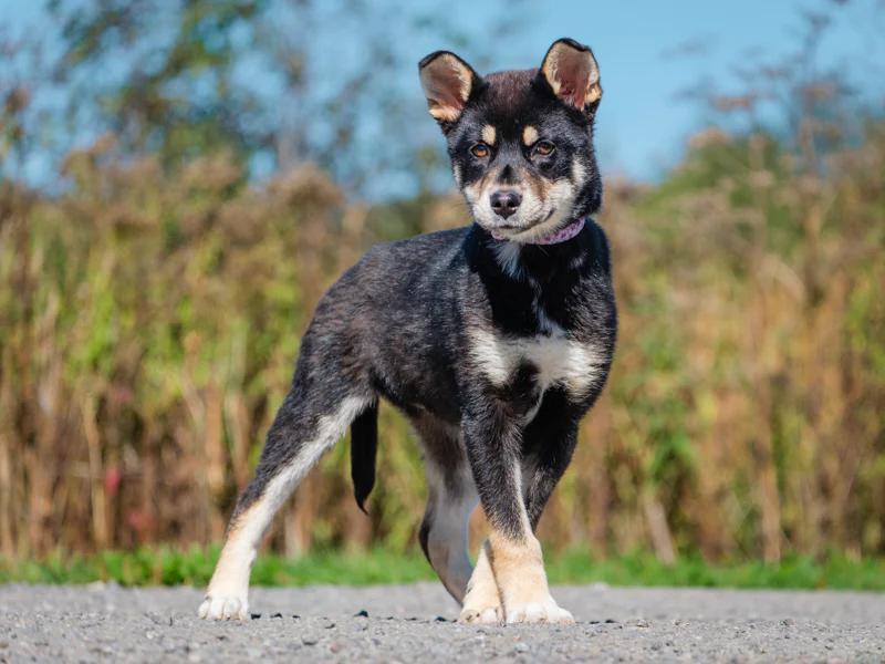 FP, a Adoptable mixed breed in Pointe-Fortune, QC image 4/4