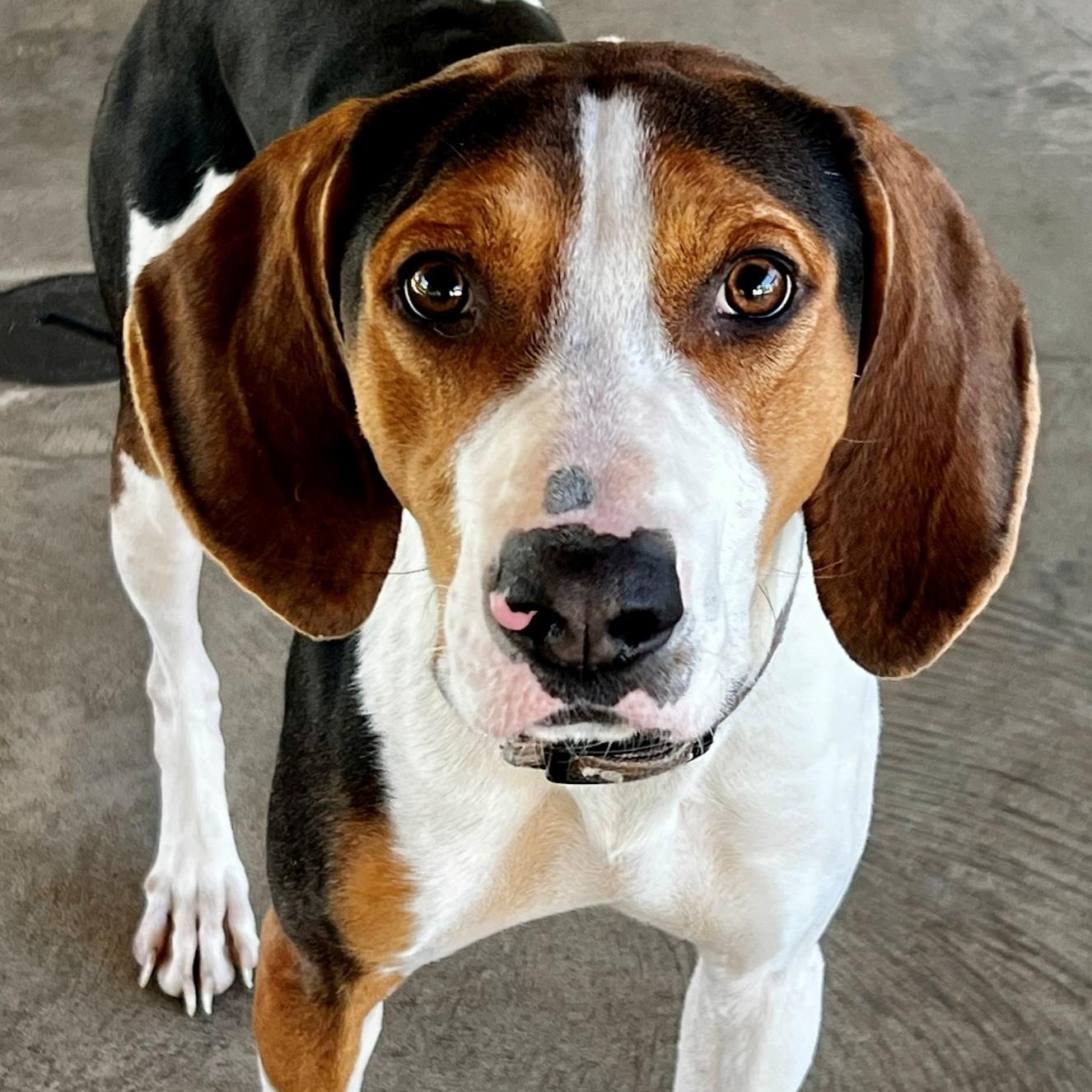 Hank, Adoptable, Young Male Treeing Walker Coonhound.