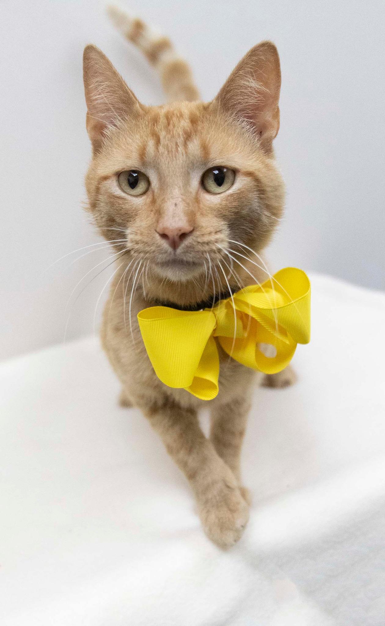 Enlarge Hubert, a Adoptable Tabby in Mesquite, TX image 1/1