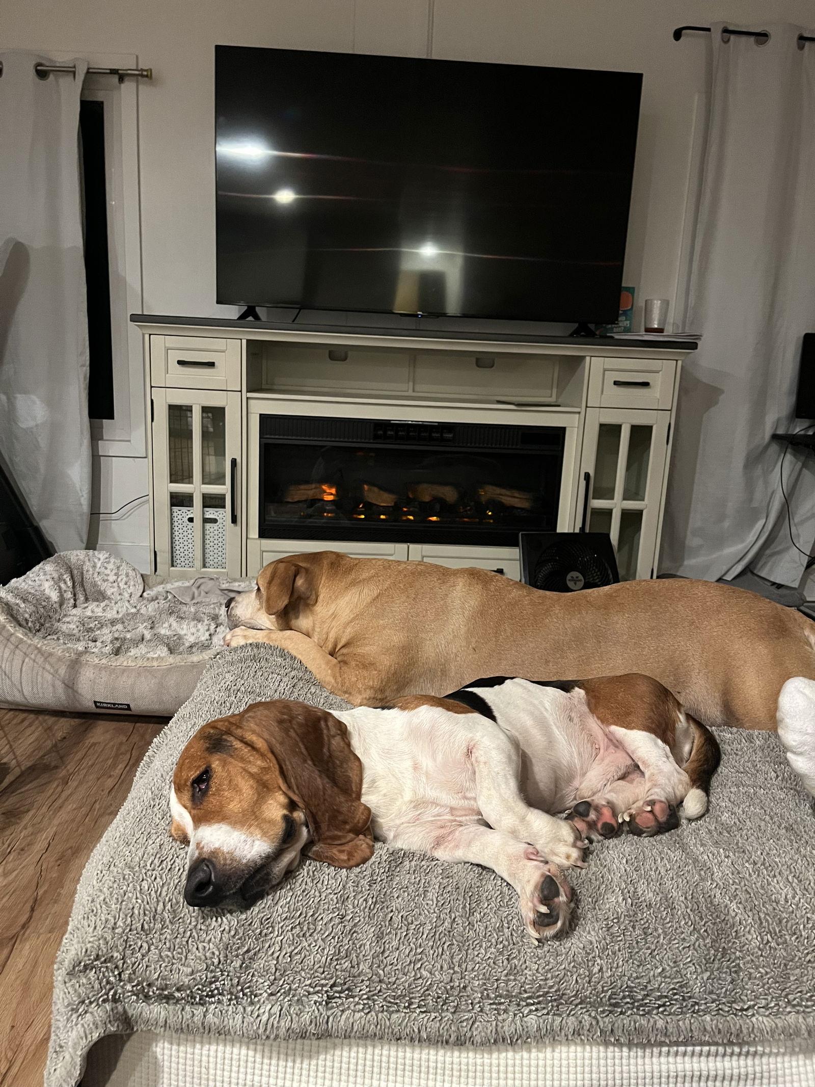 Enlarge Wilbur, a Adoptable Basset Hound in Hesperia, CA image 2/3