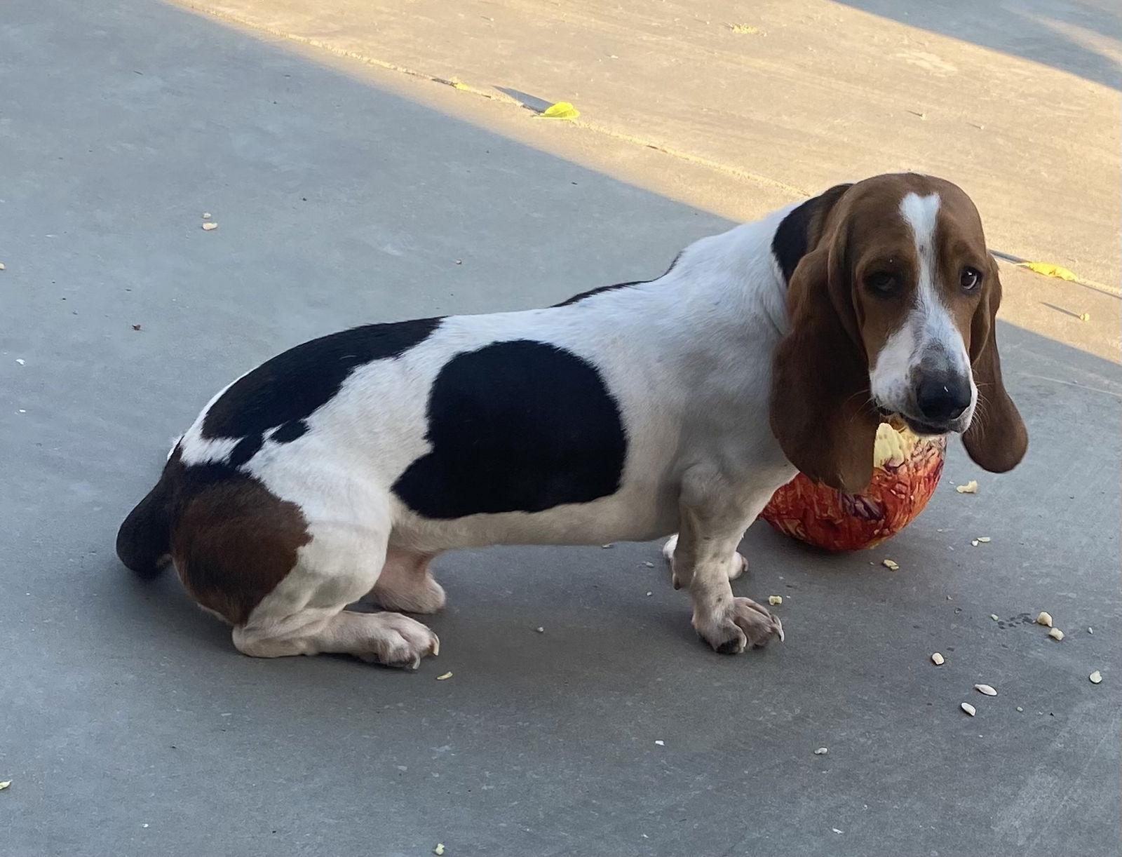 Enlarge Wilbur, a Adoptable Basset Hound in Hesperia, CA image 3/3