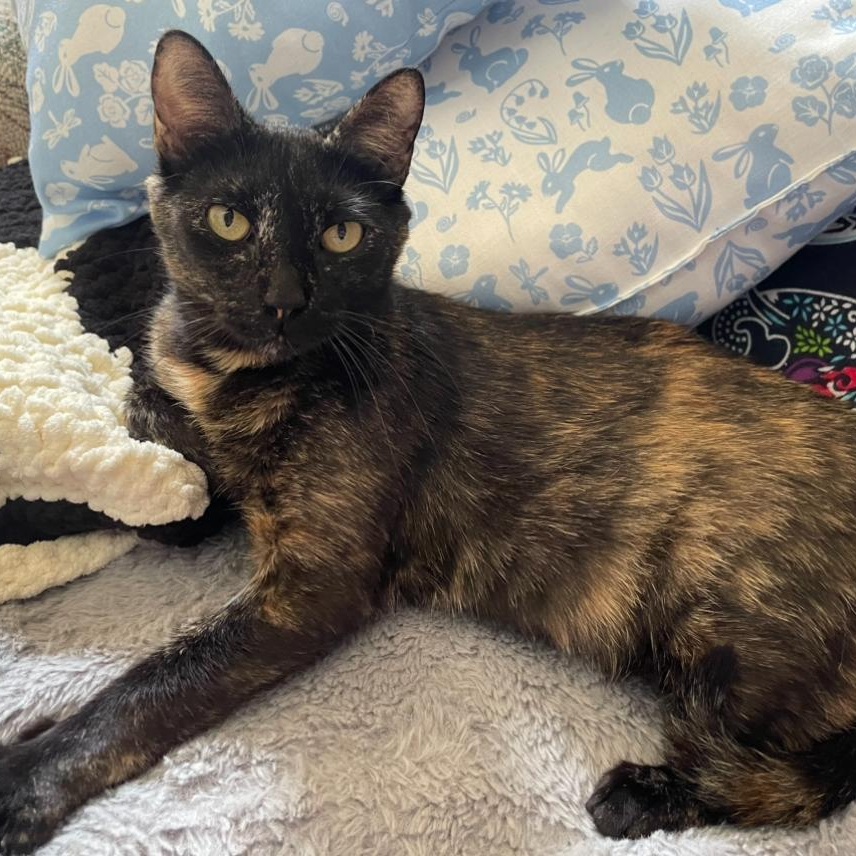 Enlarge Wilma, a Adoptable Domestic Short Hair in Madison, WI image 3/5