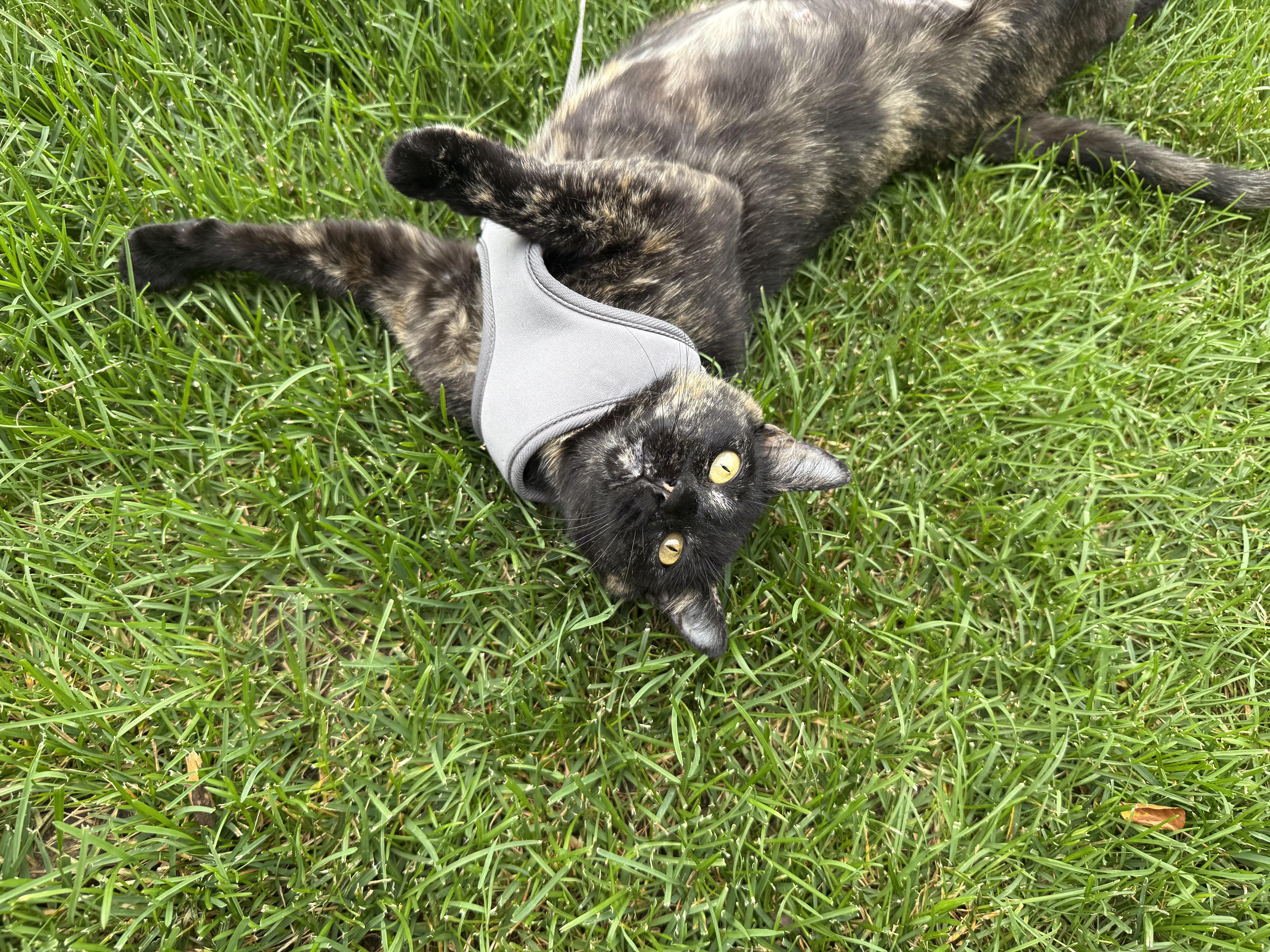 Wilma, Adoptable, Young Female Domestic Short Hair.