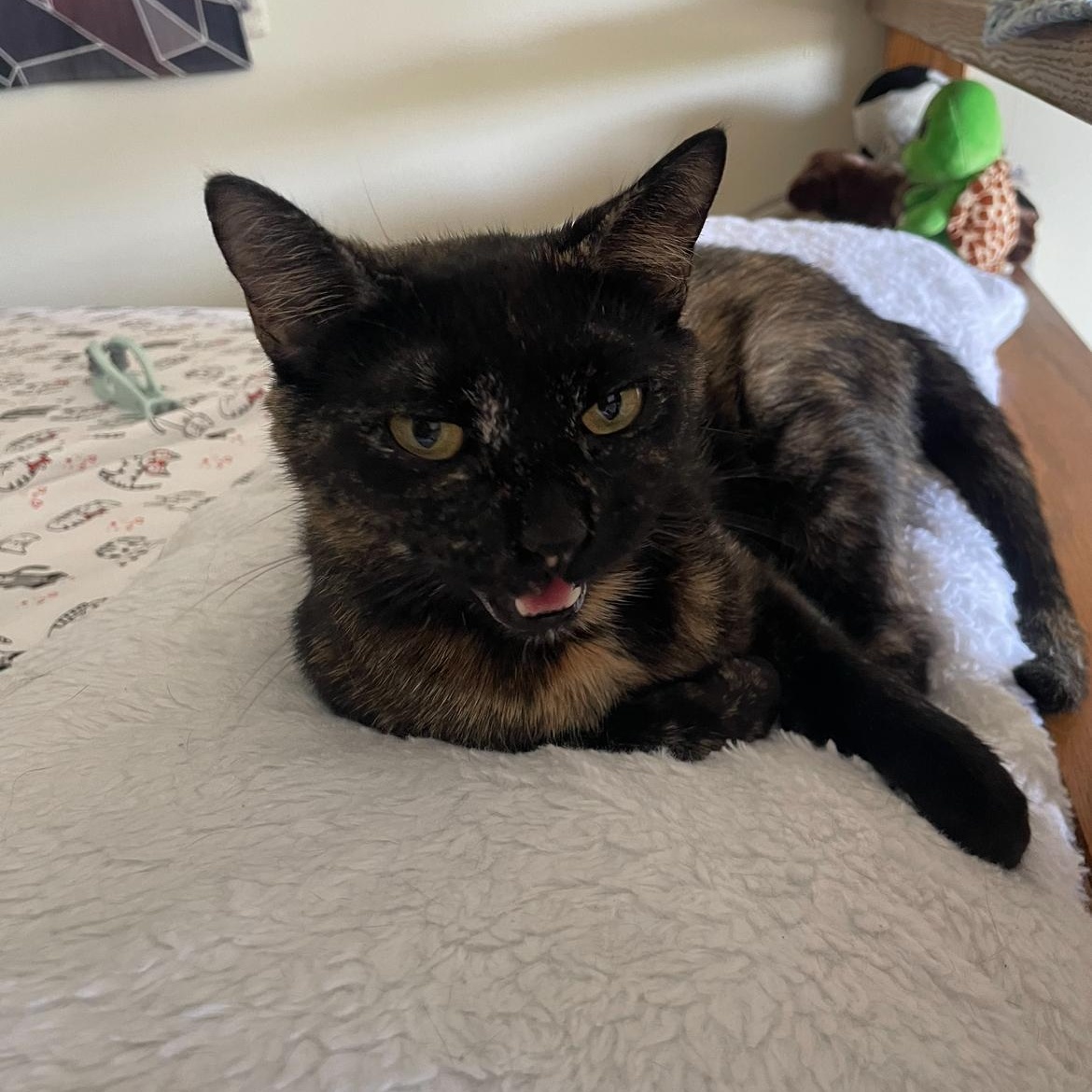 Enlarge Wilma, a Adoptable Domestic Short Hair in Madison, WI image 4/5