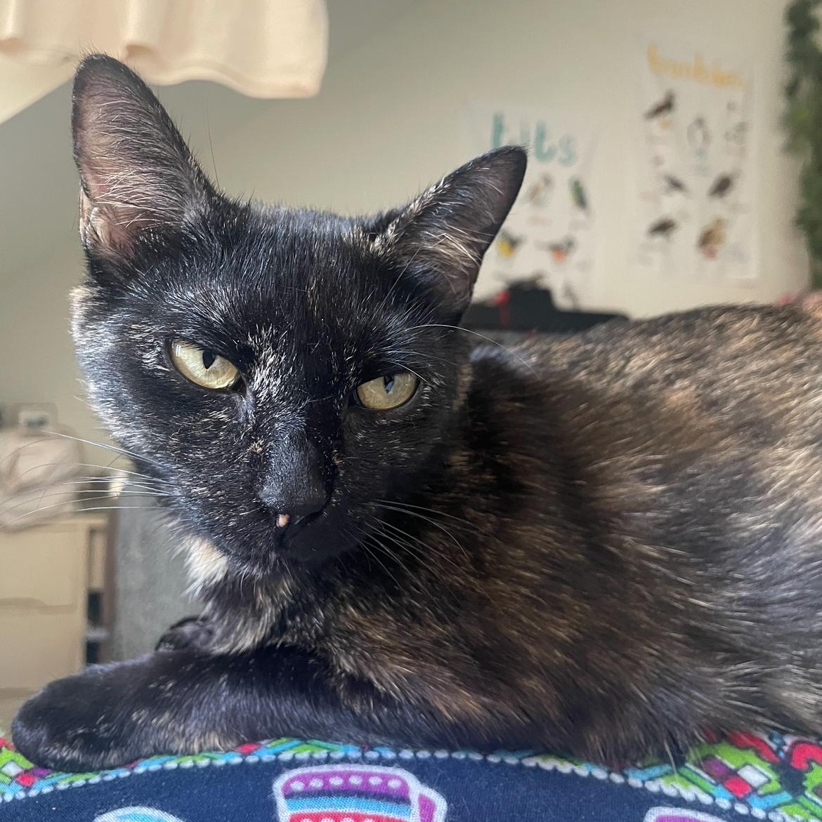 Enlarge Wilma, a Adoptable Domestic Short Hair in Madison, WI image 5/5