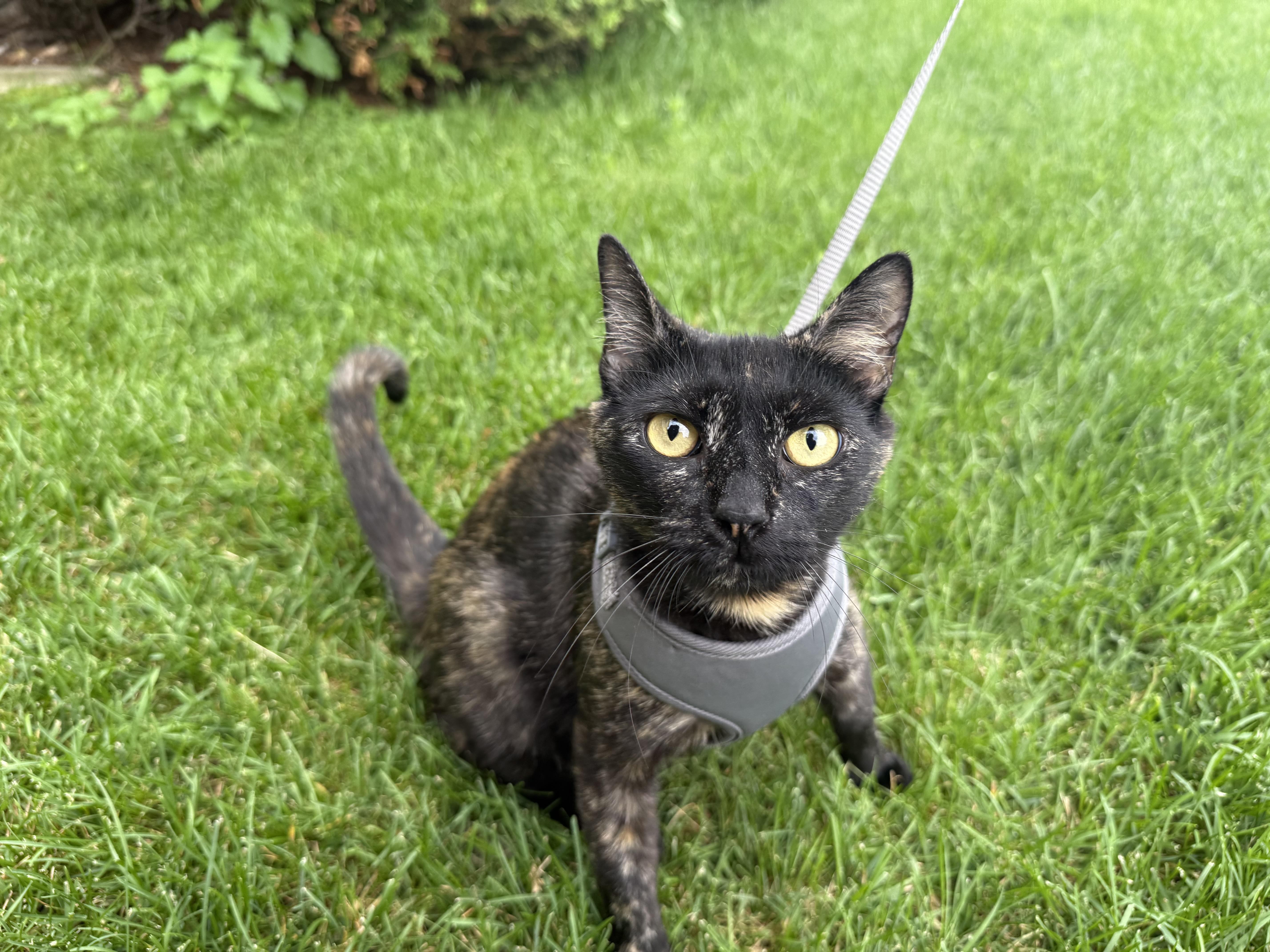 Enlarge Wilma, a Adoptable Domestic Short Hair in Madison, WI image 2/5