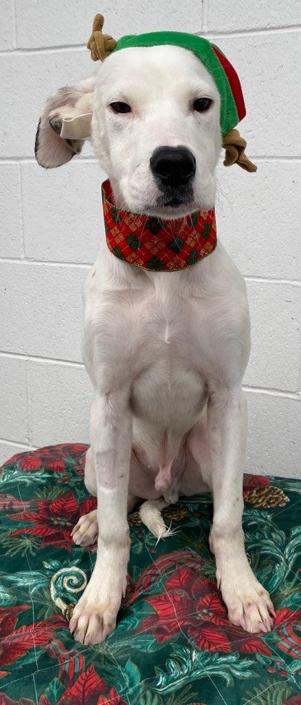 Enlarge Dubai, a Adoptable mixed breed in Colusa, CA image 1/6