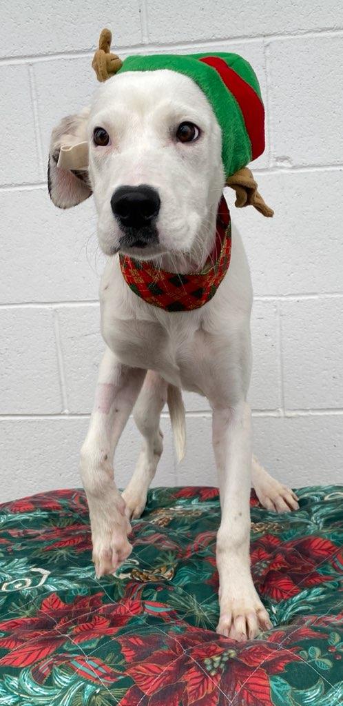 Enlarge Dubai, a Adoptable mixed breed in Colusa, CA image 2/6