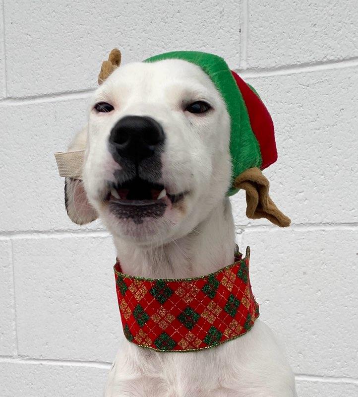 Enlarge Dubai, a Adoptable mixed breed in Colusa, CA image 3/6