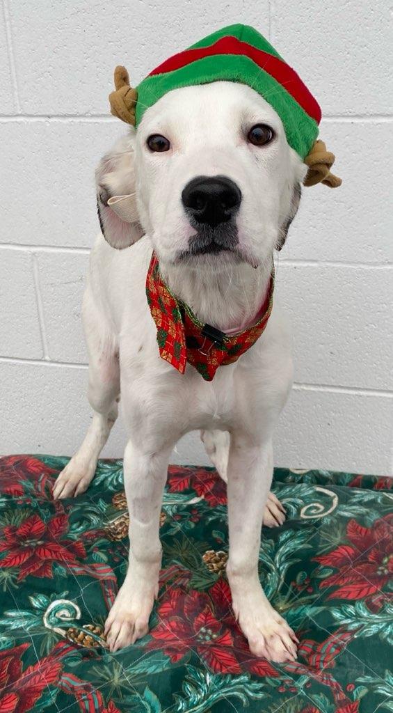 Enlarge Dubai, a Adoptable mixed breed in Colusa, CA image 4/6