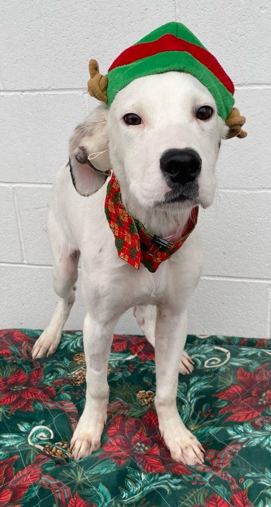 Enlarge Dubai, a Adoptable mixed breed in Colusa, CA image 5/6