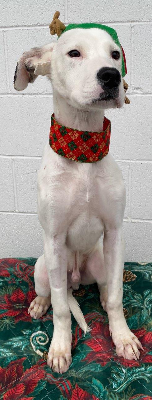 Enlarge Dubai, a Adoptable mixed breed in Colusa, CA image 6/6