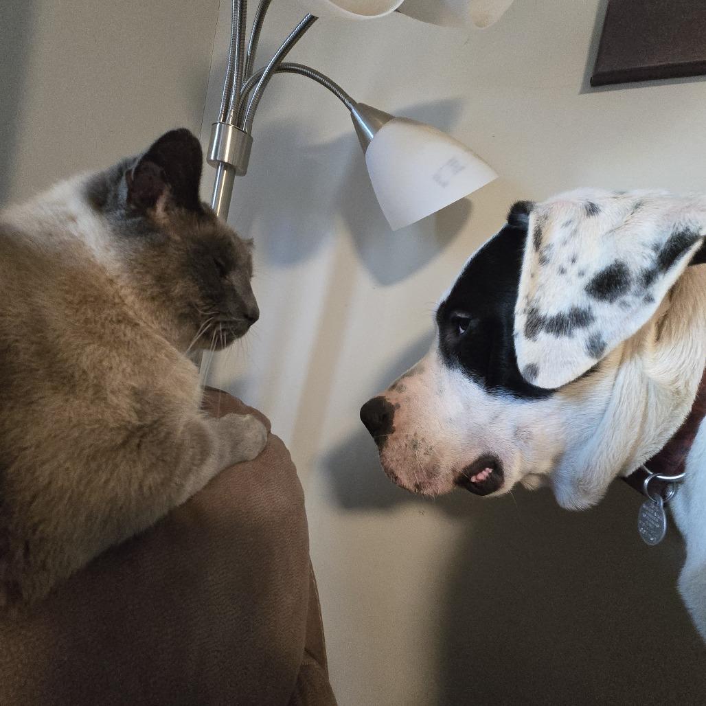 Clifford*, Adoptable, Adult Male Great Dane.