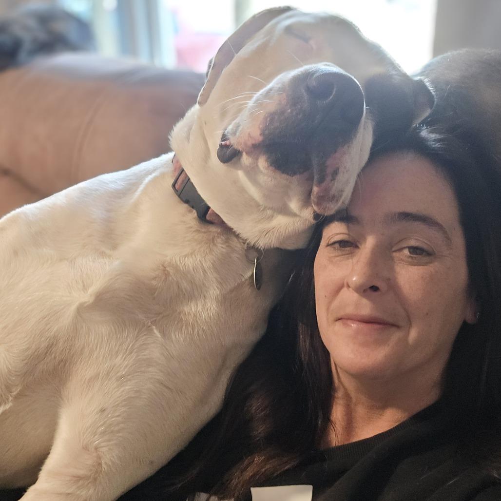 Enlarge Clifford*, a Adoptable Great Dane in Waynesville, NC image 2/5