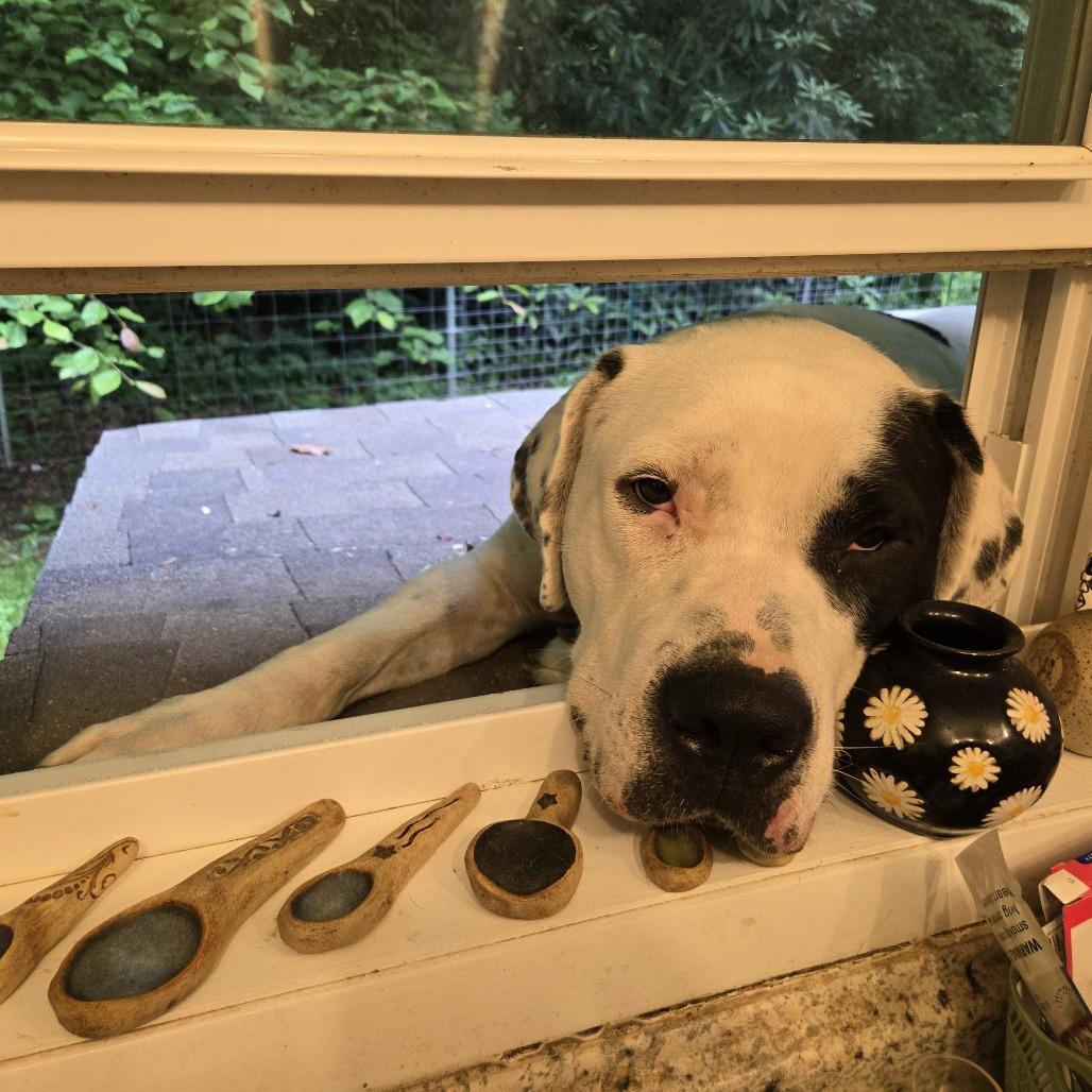 Enlarge Clifford*, a Adoptable Great Dane in Waynesville, NC image 4/5