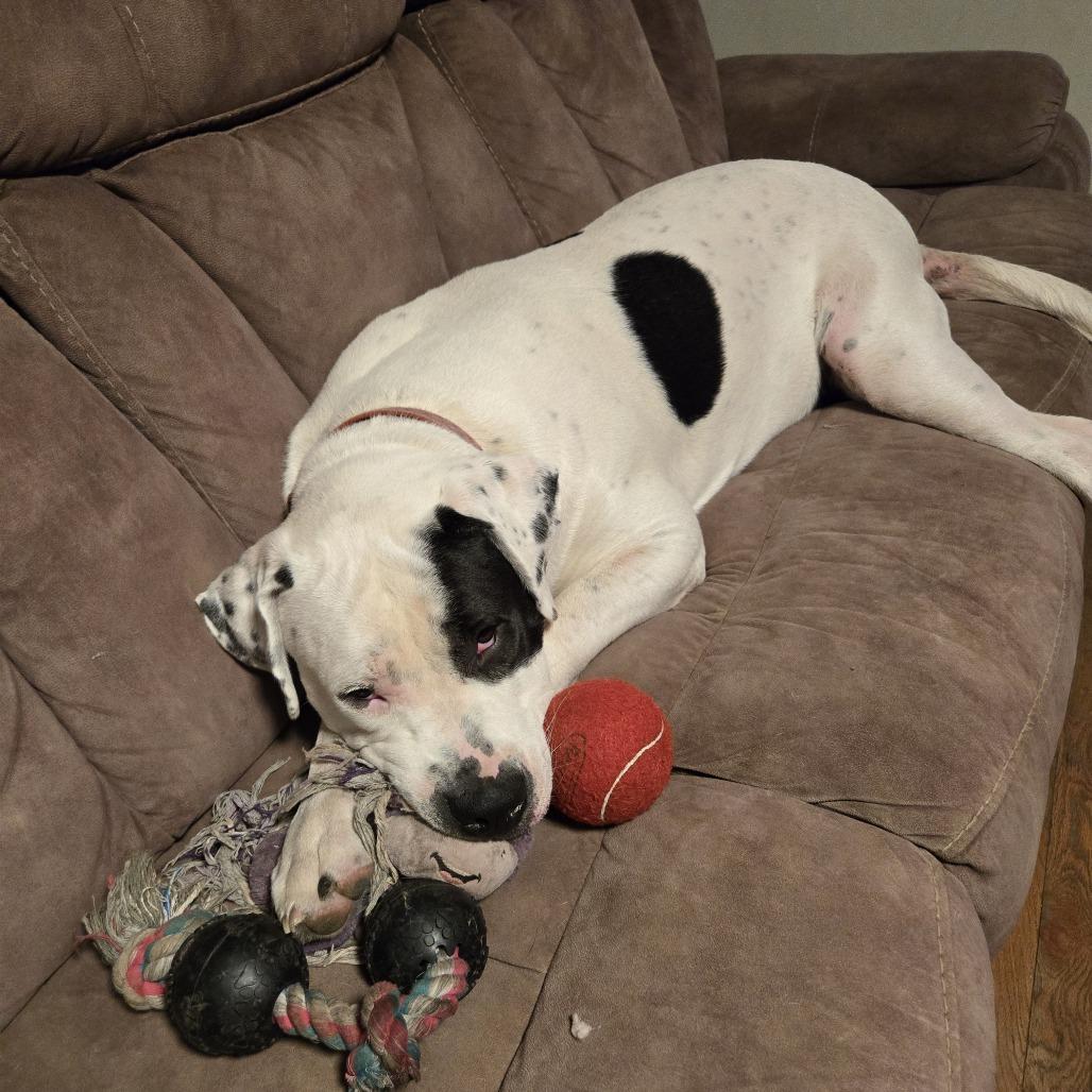 Enlarge Clifford*, a Adoptable Great Dane in Waynesville, NC image 5/5