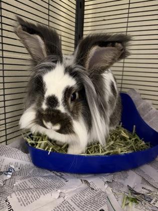 Pesto, Adoptable, Adult Male Lionhead.