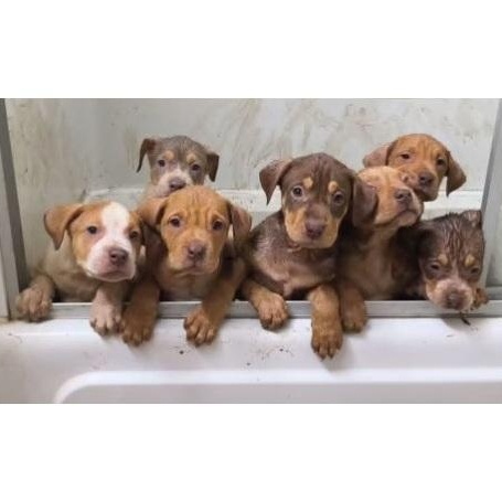 Enlarge Hendrix, an adopted mixed breed in Clarksville, VA image 2/3