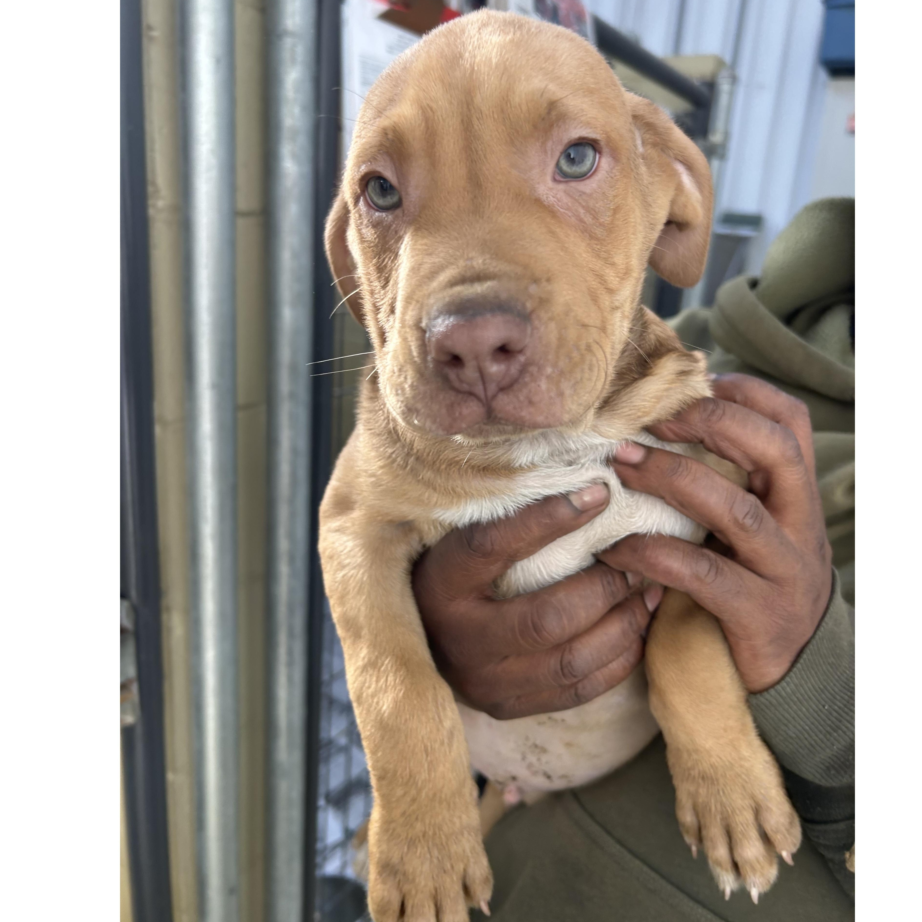 Enlarge Hendrix, an adopted mixed breed in Clarksville, VA image 1/3