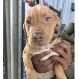 Enlarge Hendrix, an adopted mixed breed in Clarksville, VA image 3/3