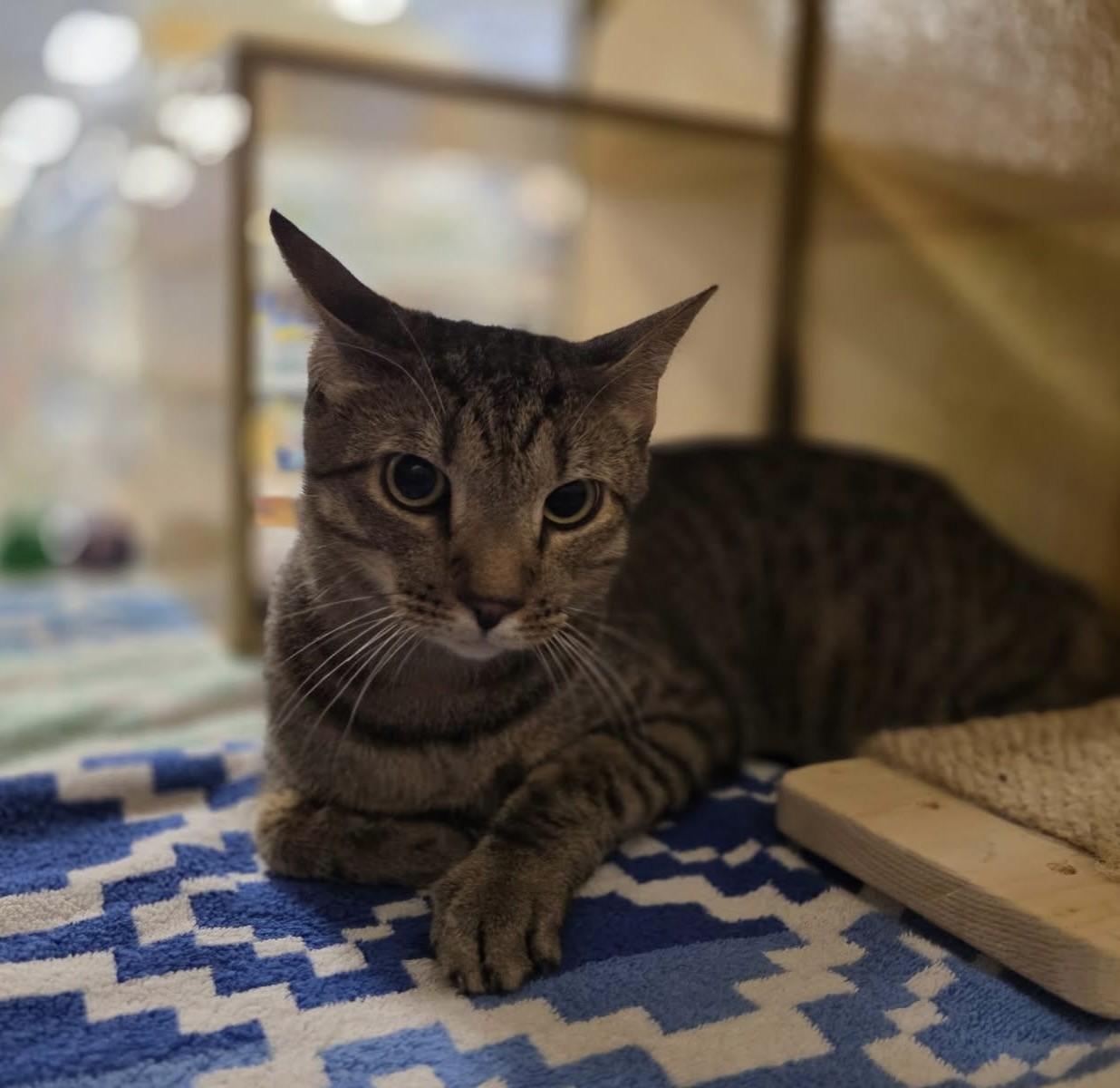 Leroy, an adopted Tabby in Phoenix, AZ image 1/2