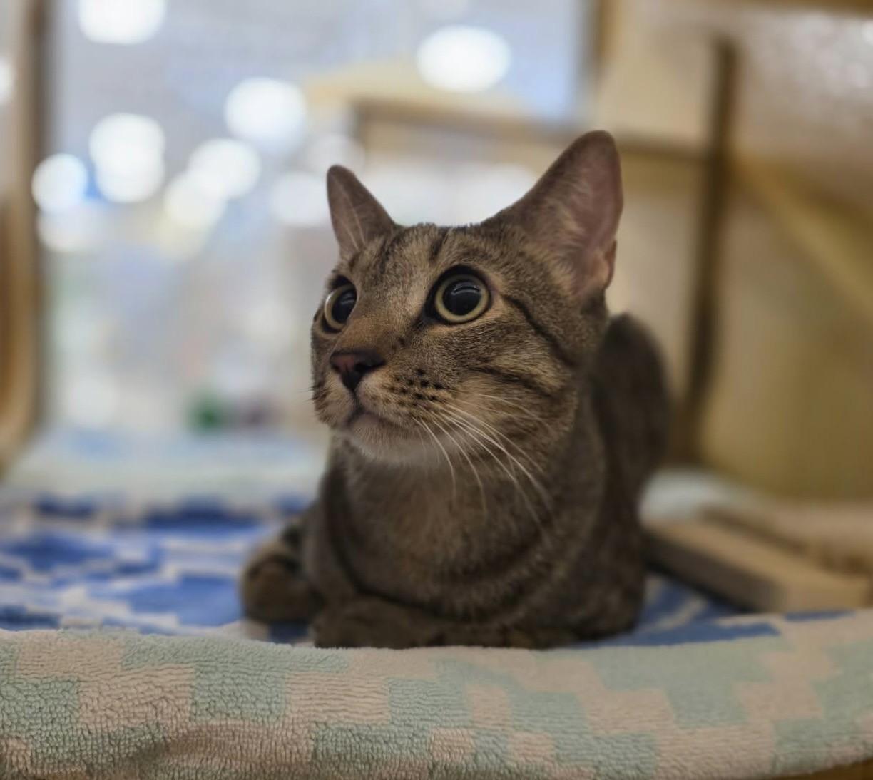 Leroy, an adopted Tabby in Phoenix, AZ image 2/2