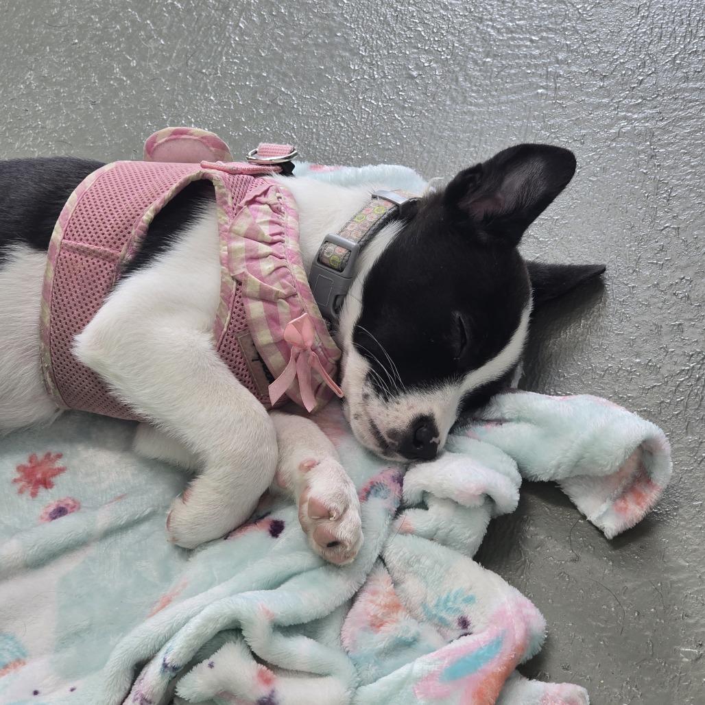 Mabel, Adoptable, Puppy Female Mixed Breed.