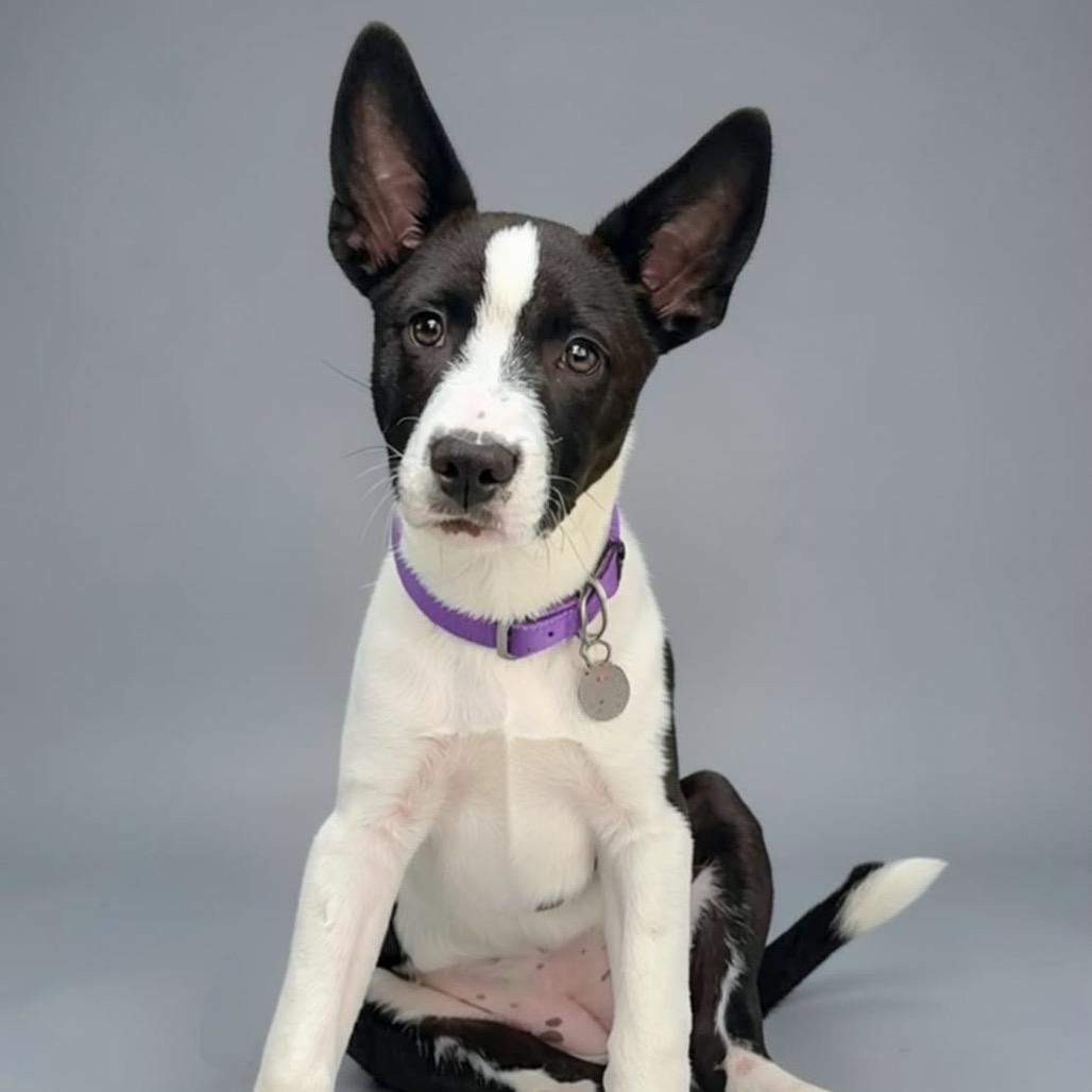 Enlarge Mabel, a Adoptable Mixed Breed in Walnut Cove, NC image 2/6