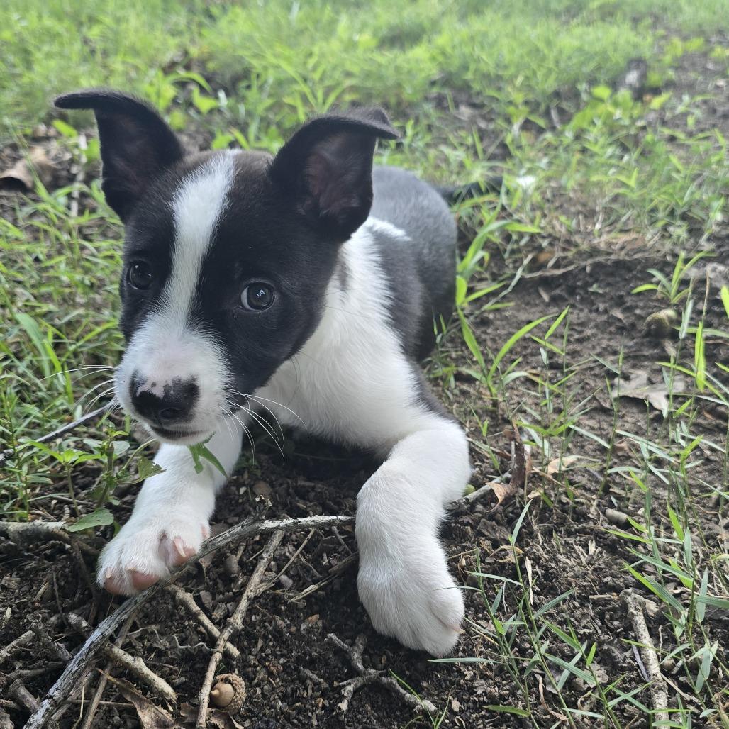 Enlarge Mabel, a Adoptable Mixed Breed in Walnut Cove, NC image 6/6