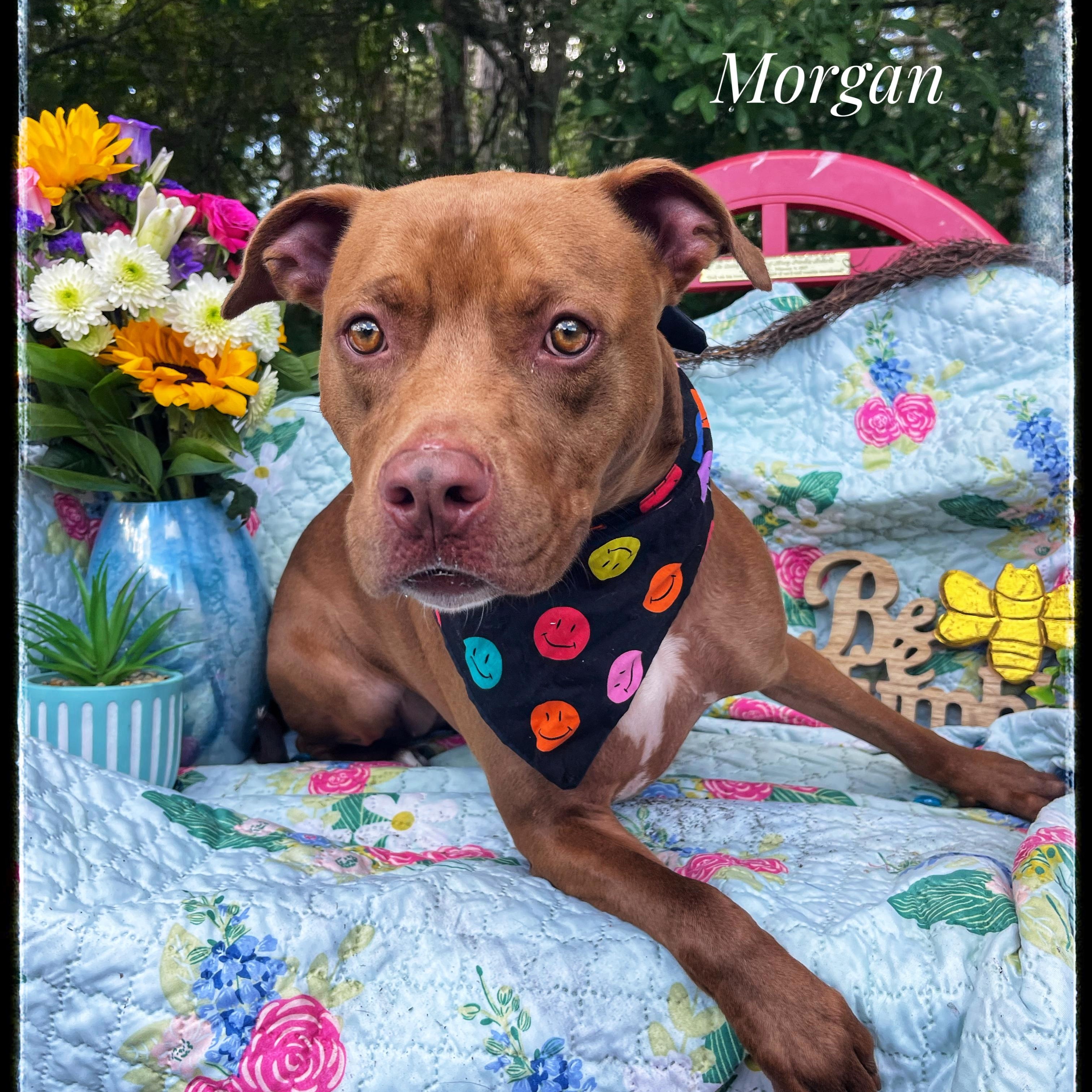 Morgan, Adult Female American Staffordshire Terrier