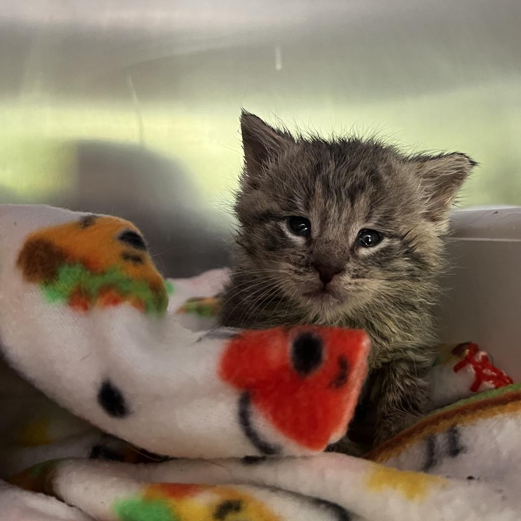 Enlarge Dan, a Adoptable Domestic Short Hair in Harrisville, WV image 1/3