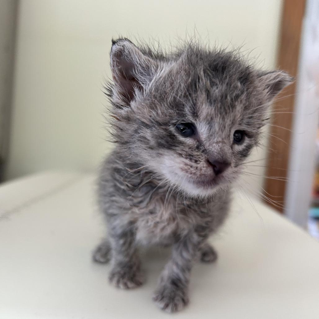 Enlarge Dan, a Adoptable Domestic Short Hair in Harrisville, WV image 3/3