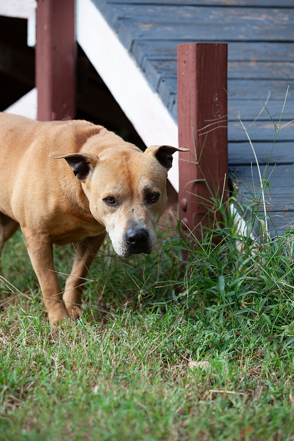 Ava, a Adoptable Pit Bull Terrier in Guthrie, OK image 1/4