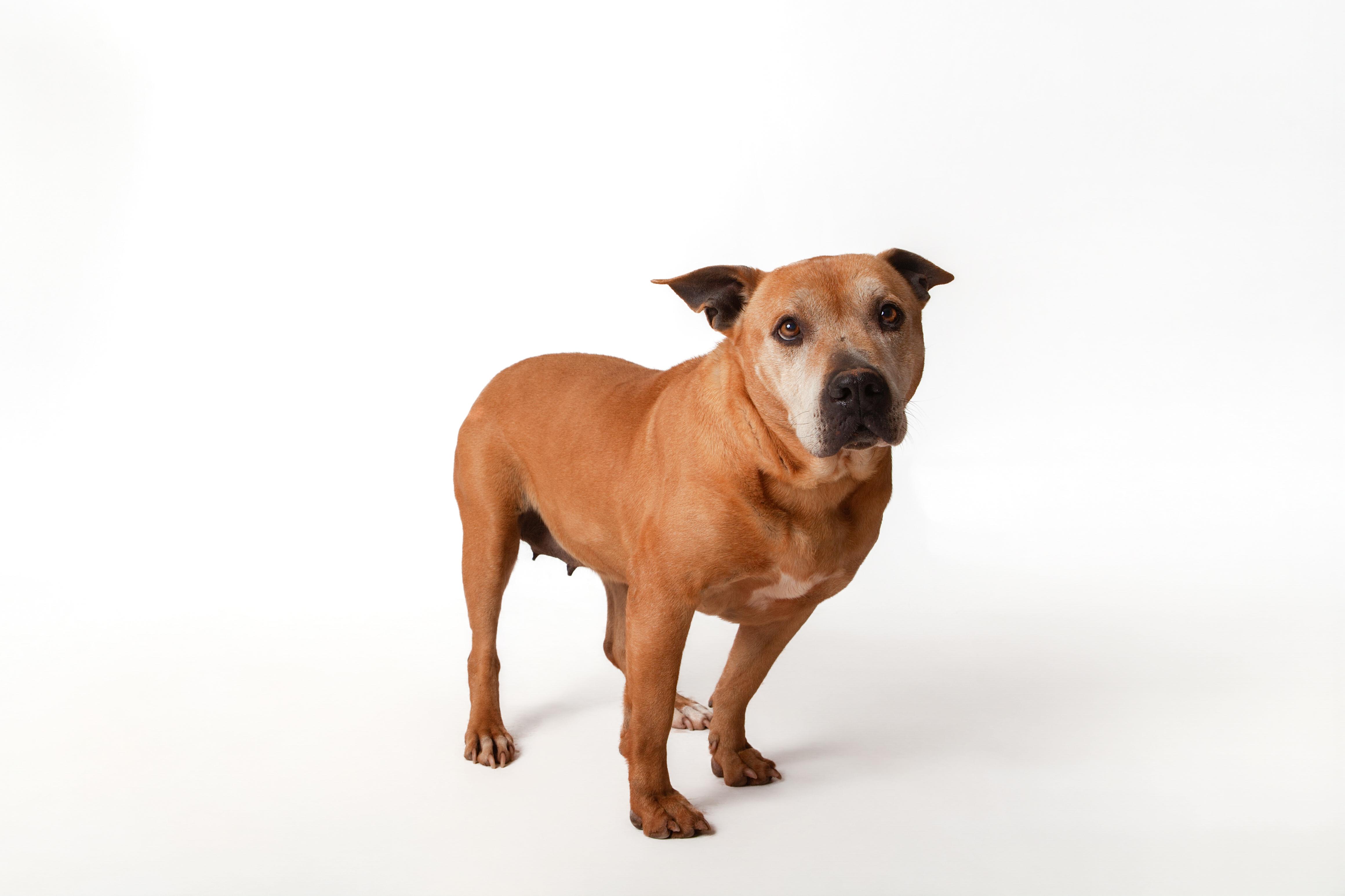 Ava, a Adoptable Pit Bull Terrier in Guthrie, OK image 1/6