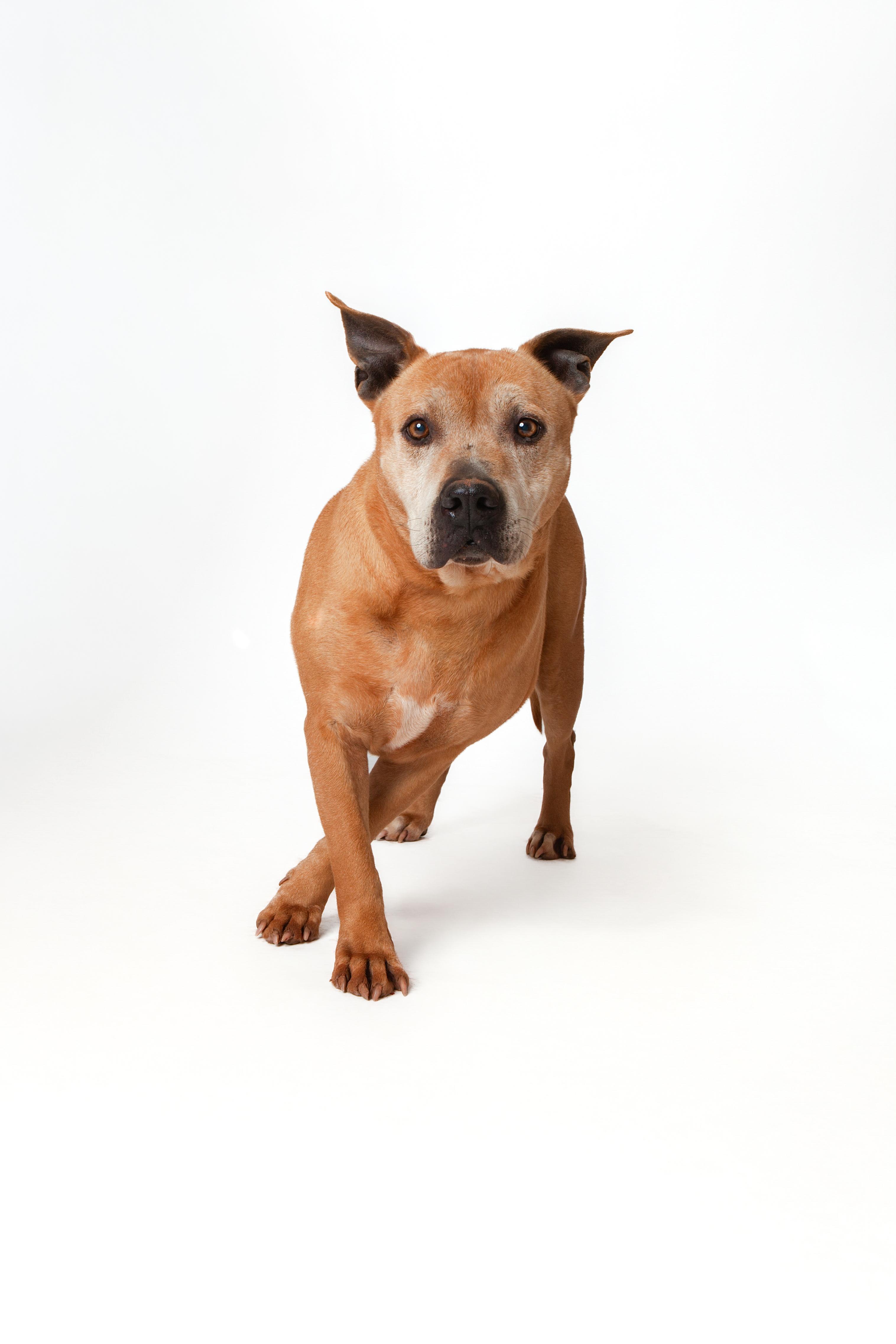 Ava, a Adoptable Pit Bull Terrier in Guthrie, OK image 3/6