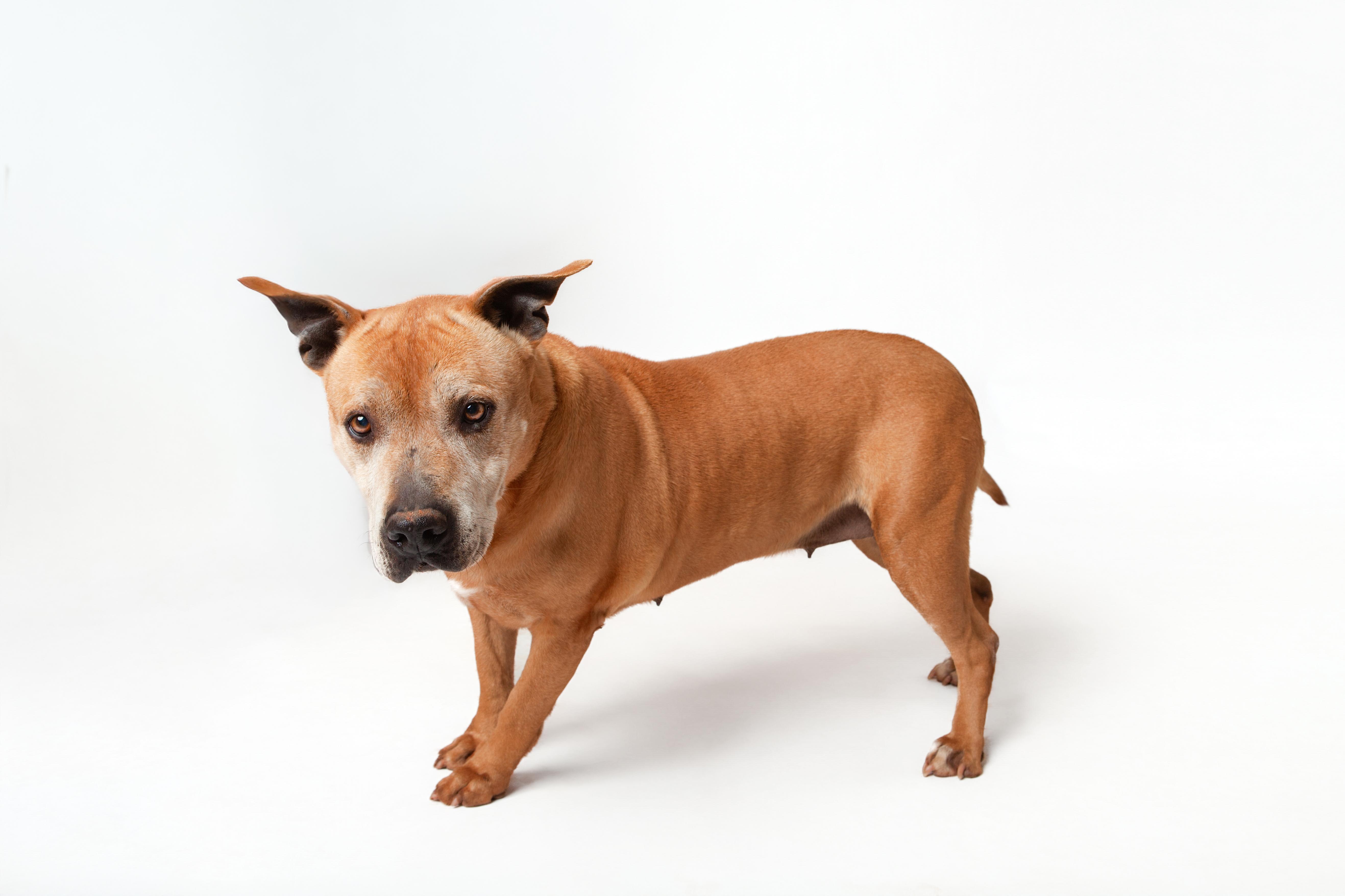 Ava, a Adoptable Pit Bull Terrier in Guthrie, OK image 2/6