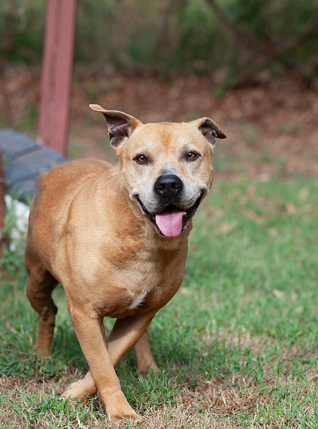 Ava, a Adoptable Pit Bull Terrier in Guthrie, OK image 2/4