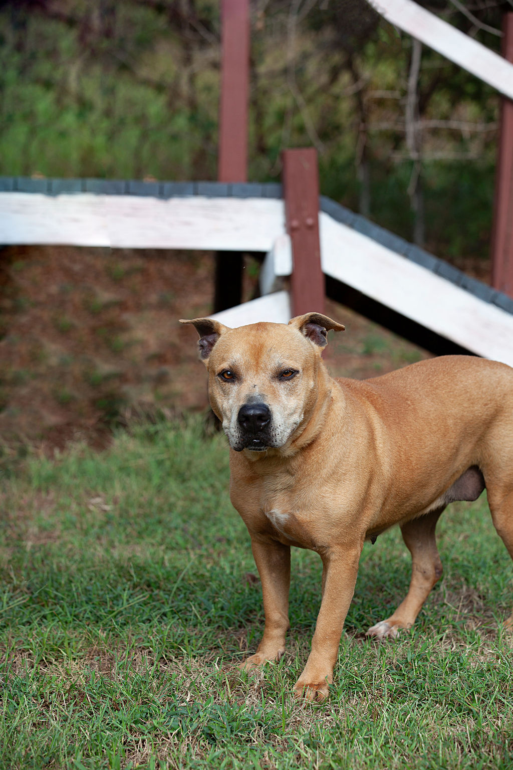 Ava, a Adoptable Pit Bull Terrier in Guthrie, OK image 3/4