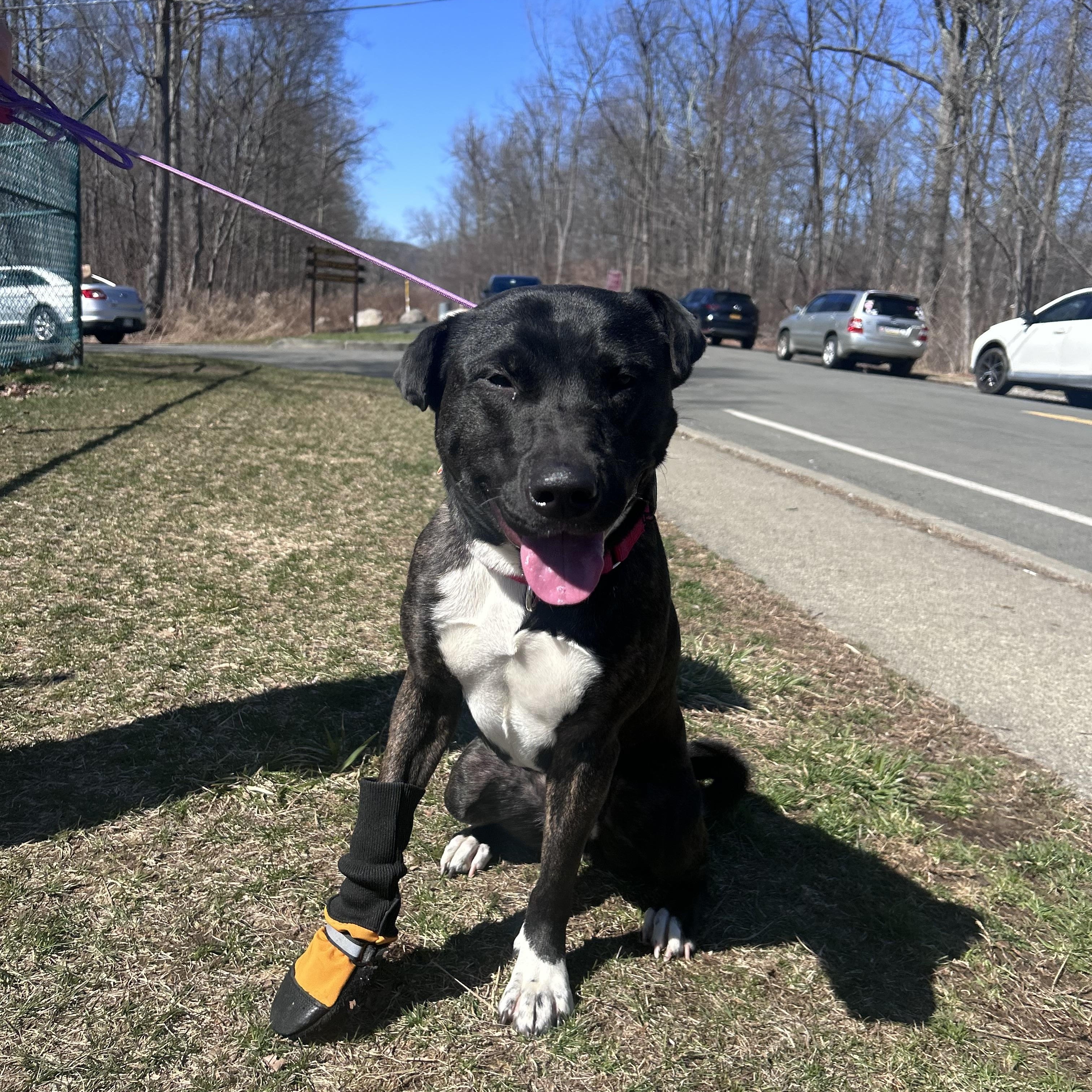 Enlarge Chloe, a ADOPTABLE mixed breed in Mahwah, NJ image 4/4