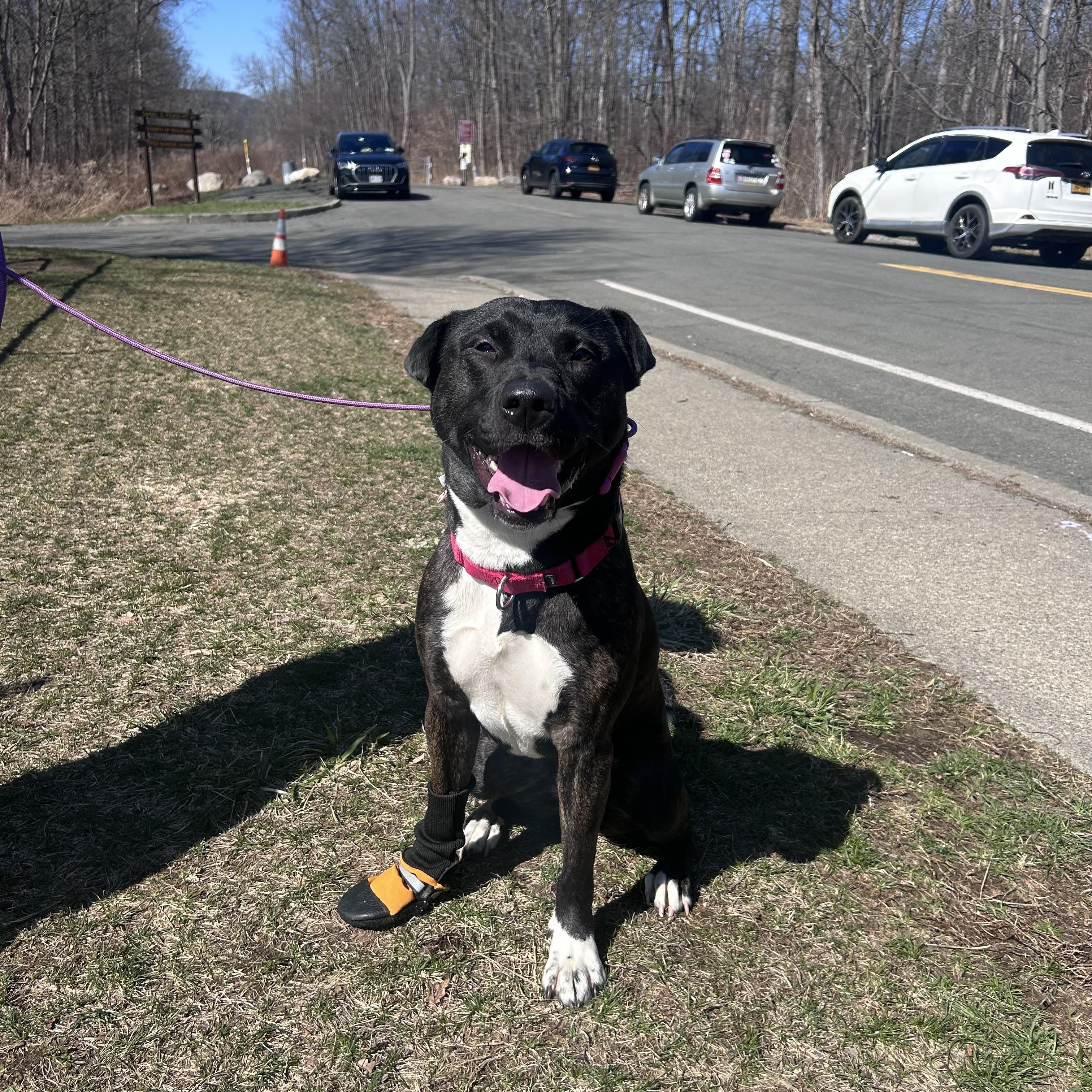 Enlarge Chloe, a ADOPTABLE mixed breed in Mahwah, NJ image 3/4