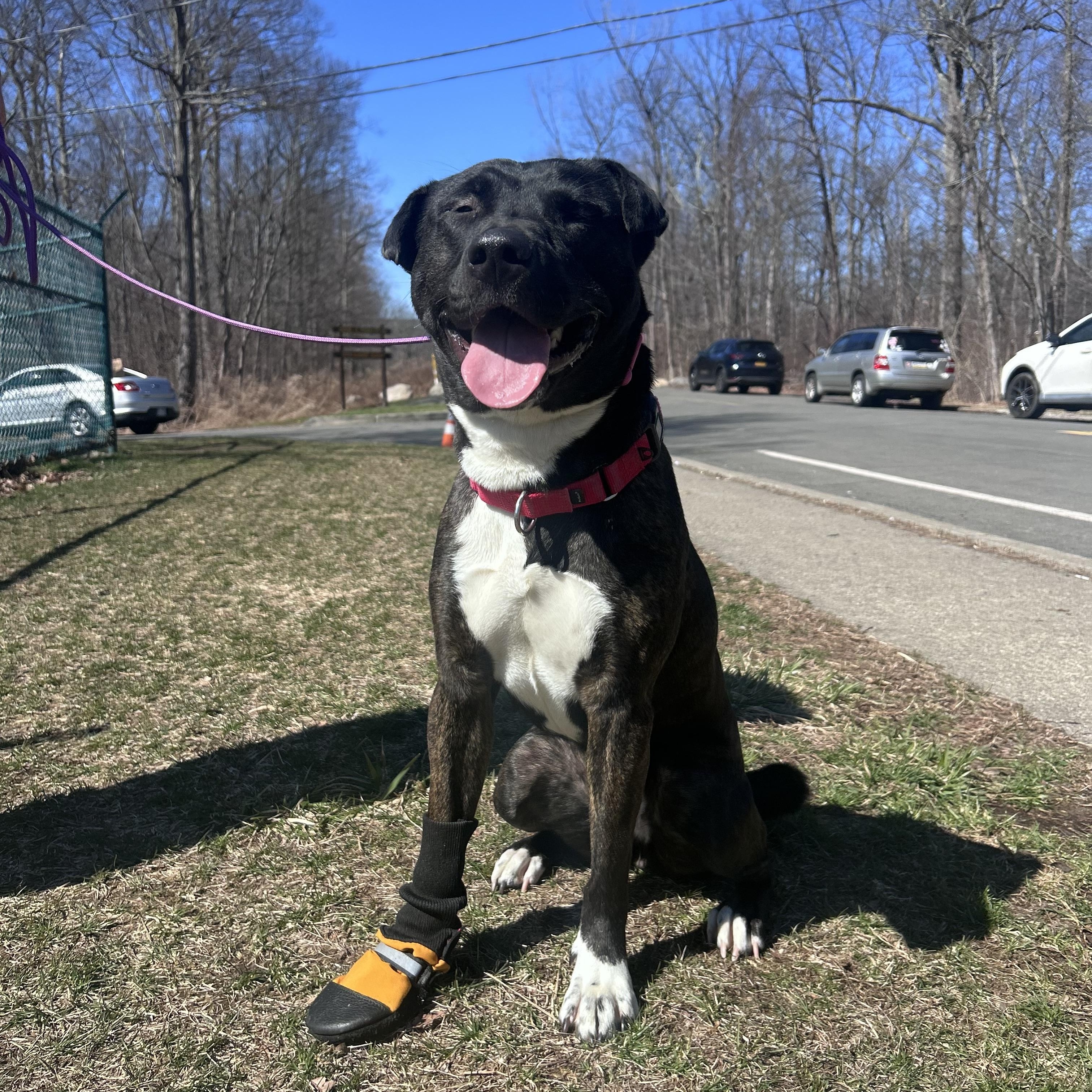 Chloe, ADOPTABLE, Adult Female Shar-Pei & Labrador Retriever.