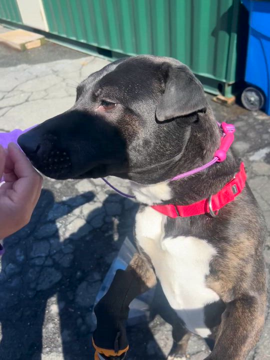 Enlarge Chloe, a ADOPTABLE mixed breed in Mahwah, NJ video 2/4