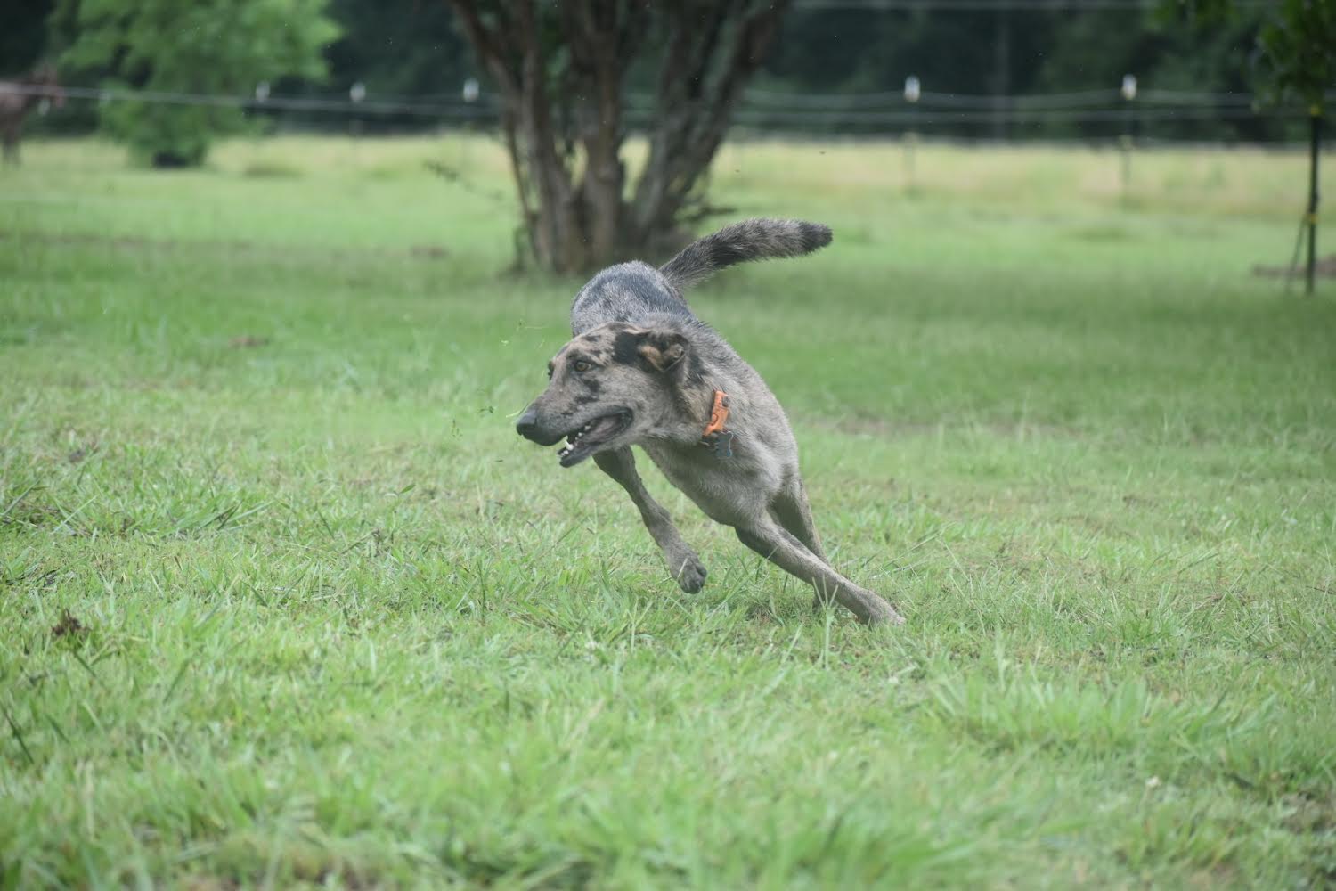 Enlarge Willie Earl, a Adopted mixed breed in Rayville, LA image 3/6