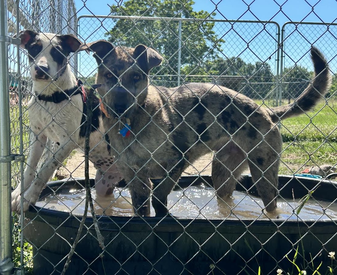 Enlarge Willie Earl, a Adopted mixed breed in Rayville, LA image 5/6