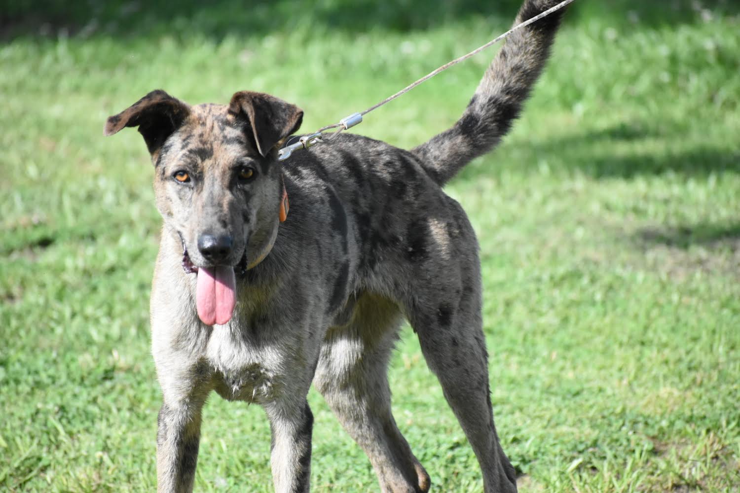 Enlarge Willie Earl, a Adopted mixed breed in Rayville, LA image 6/6