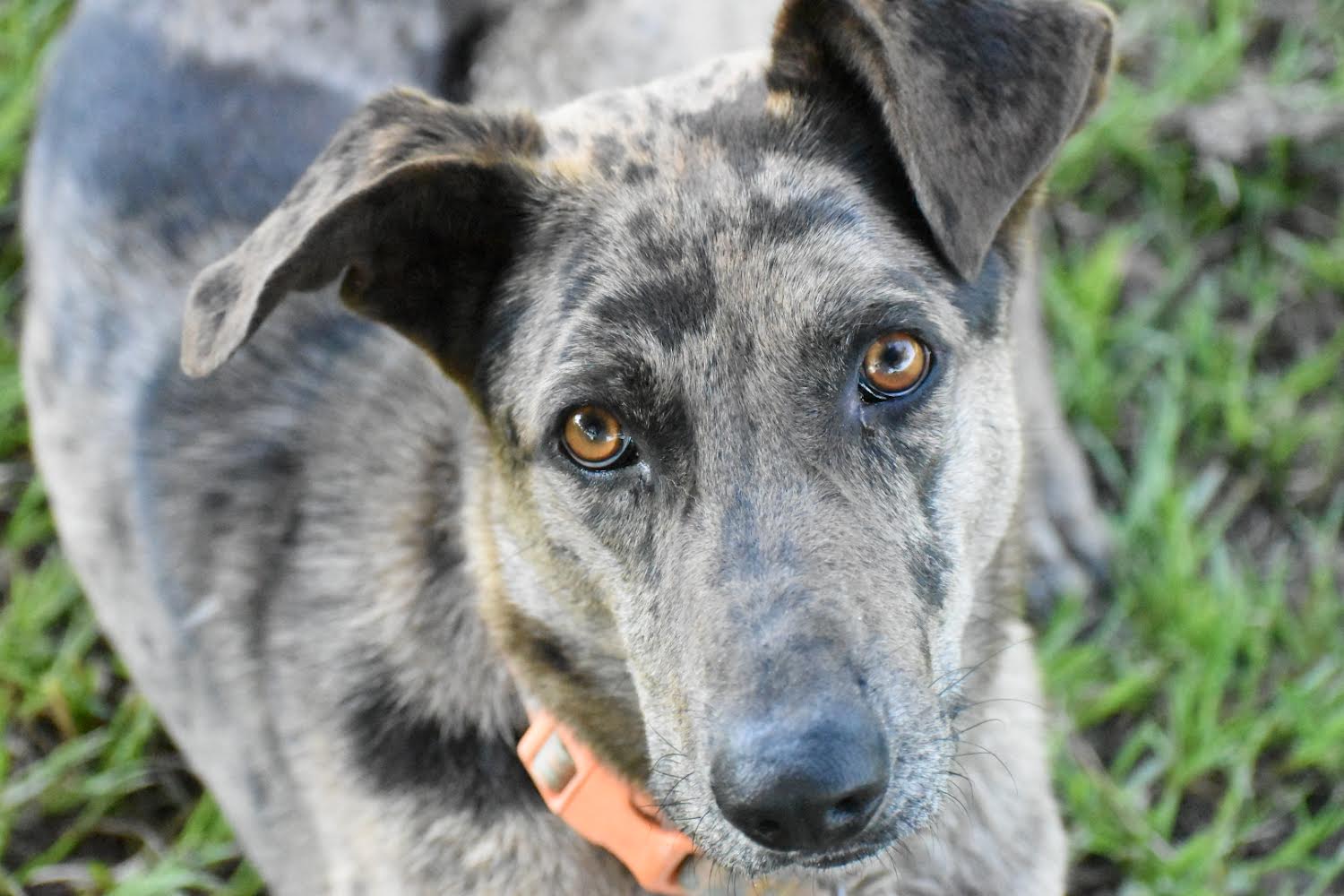Enlarge Willie Earl, a Adopted mixed breed in Rayville, LA image 1/6