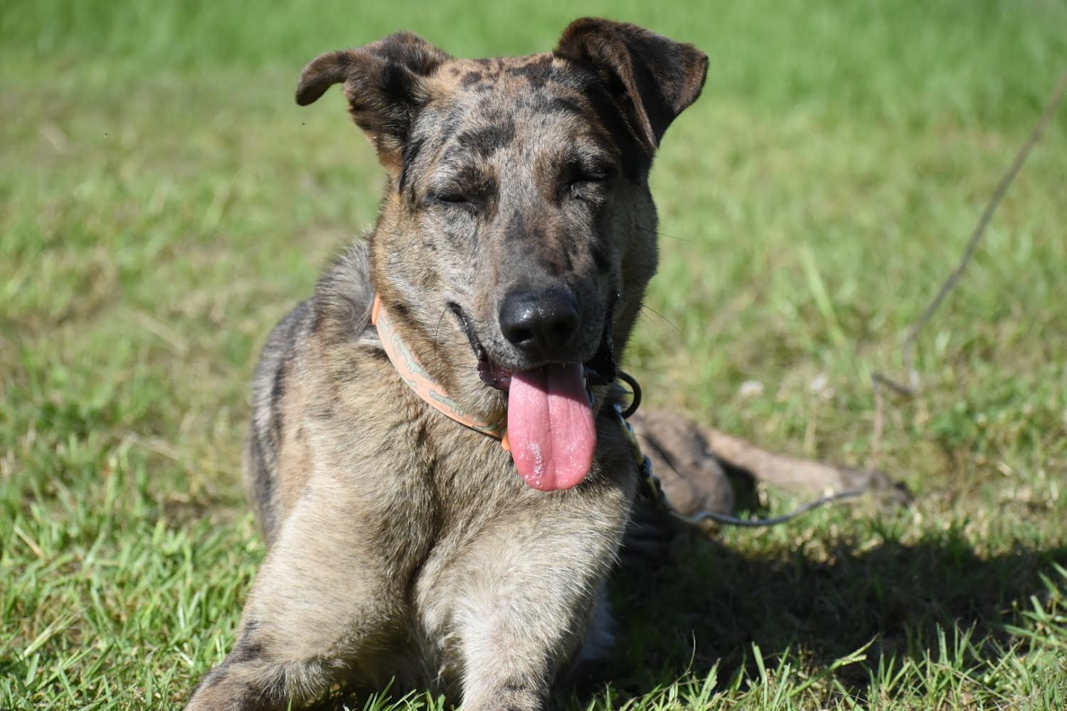 Enlarge Willie Earl, a Adopted mixed breed in Rayville, LA image 4/6