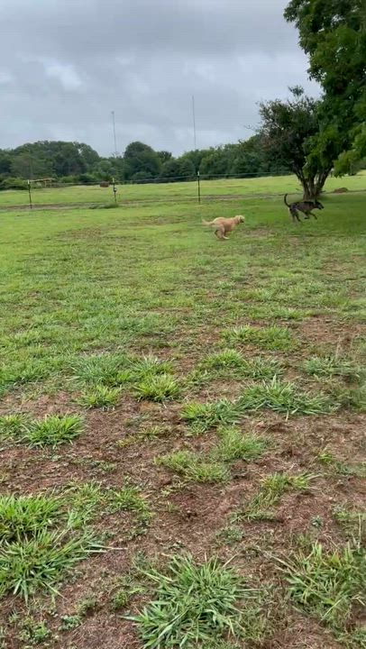 Enlarge Willie Earl, a Adopted mixed breed in Rayville, LA video 2/6