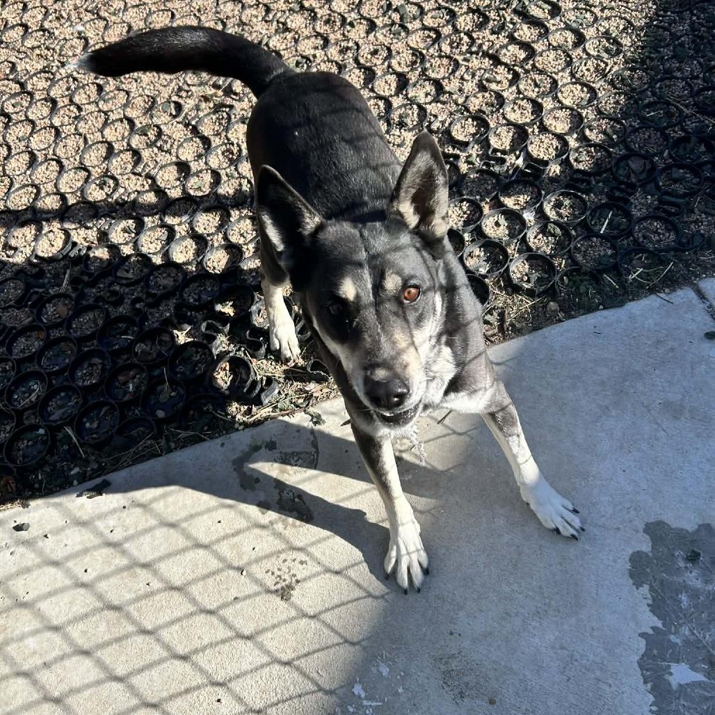 Bluebird, Adoptable, Young Female Husky & Mixed Breed.